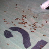 Så fort man lämnar en godisbit eller något annat sött framme så finns det snart en highway med myror dit