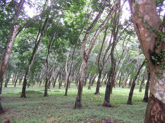 Gummiträden kommer ursprungligen från Brasilien