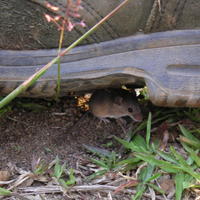 En liten mus gömde sig under våra fötter