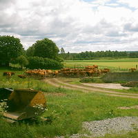 Kor, köttdjur av rasen limousin, www.limousin-se.info