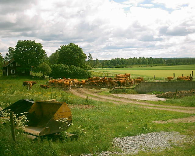 Kor, köttdjur av rasen limousin, www.limousin-se.info