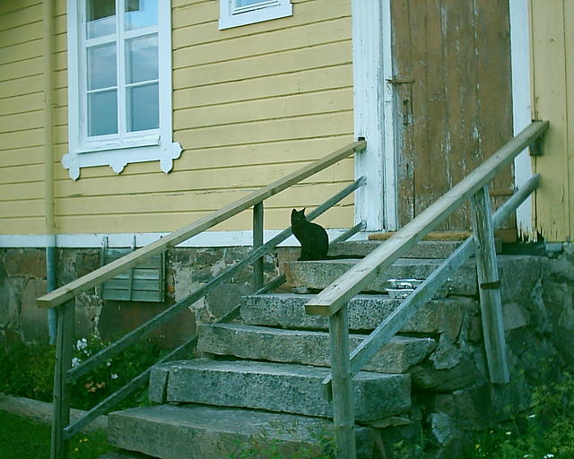 Grannens ena katt