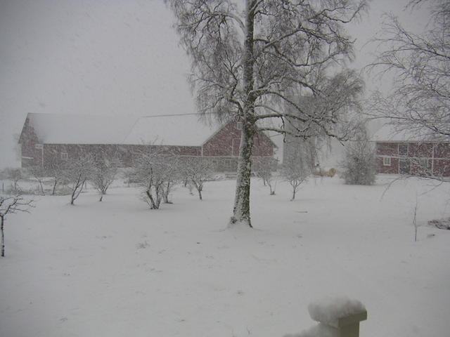 Juldagen såg det bättre ut, jag orkade dock bara sticka ut kameran genom dörren.