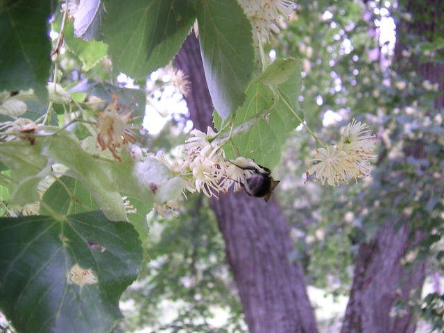 20040726_113942_0.jpg