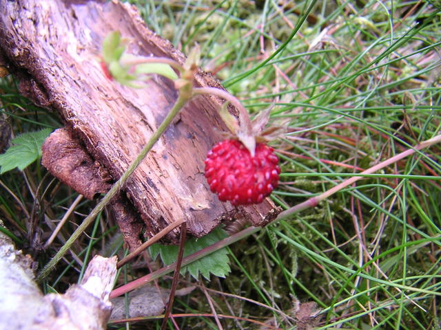 20040726_114353_0.jpg