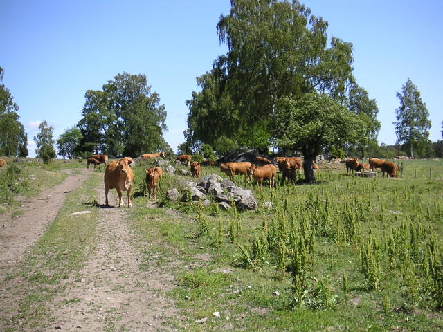 20040617_140350_0.jpg
