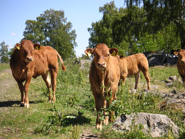 20040617_140803_0.jpg