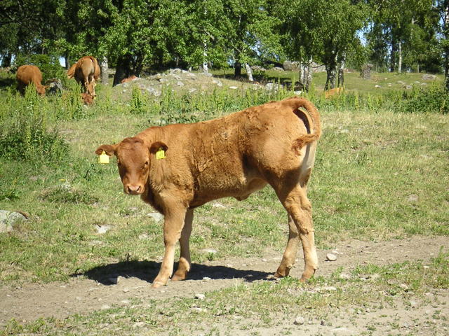 20040617_140930_0.jpg