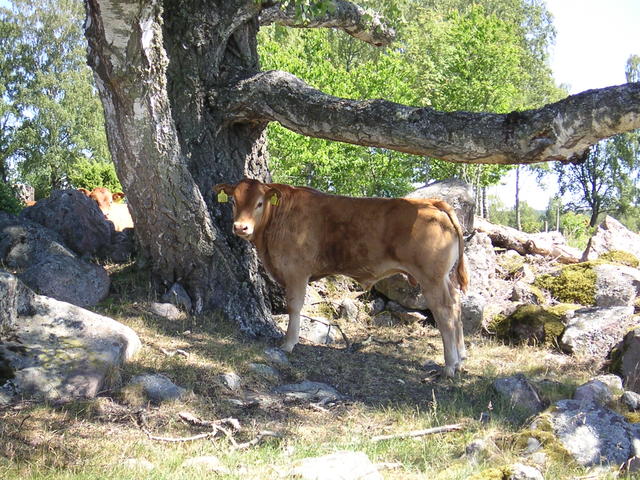 20040617_141757_0.jpg