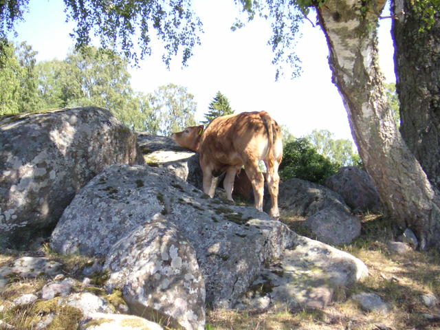 20040617_141911_0.jpg