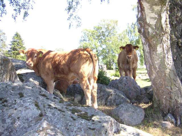 20040617_141936_0.jpg