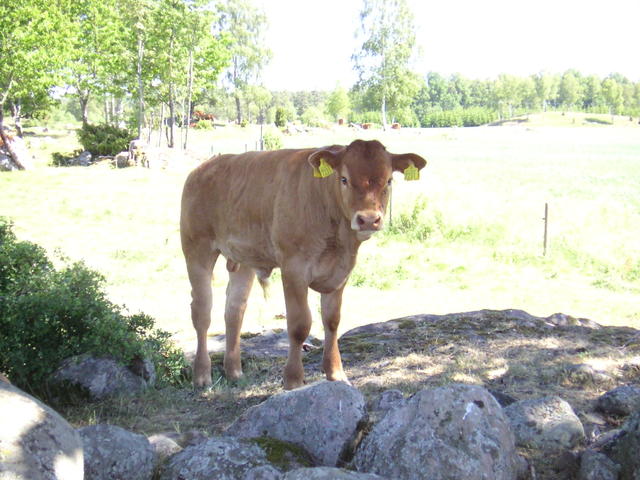 20040617_142036_0.jpg