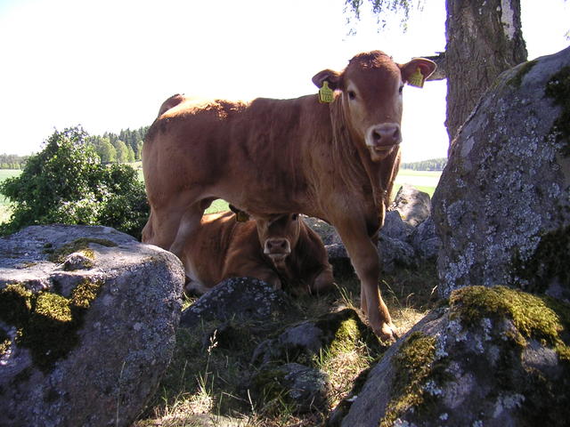 20040617_142322_0.jpg