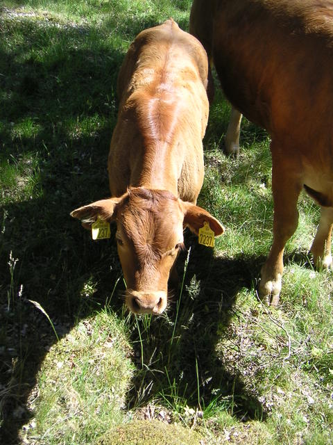20040617_144444_0.jpg