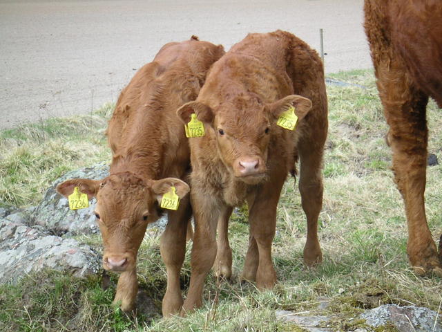 20040424_122047_0.jpg