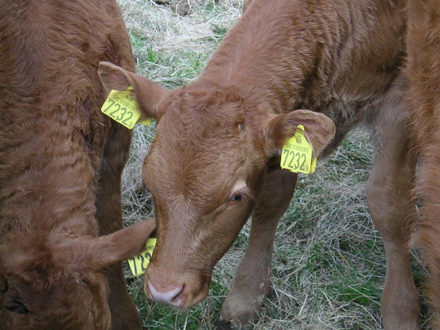 20040424_122417_0.jpg