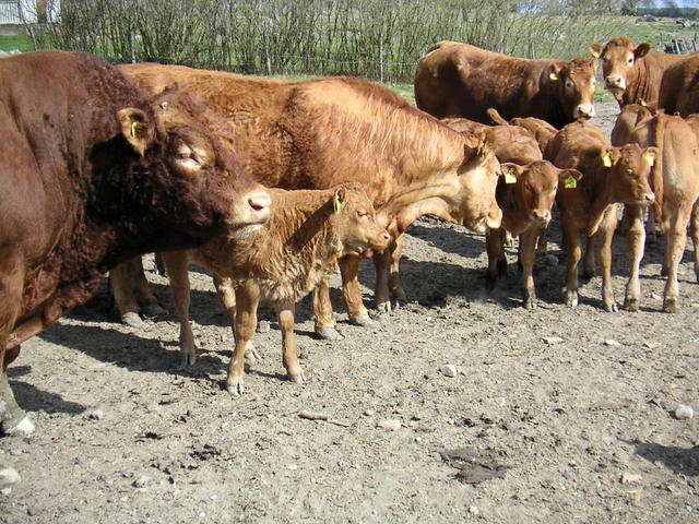20040424_143945_0.jpg