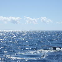 Whale Watching vid Fraiser Island, 31 Juli 2006