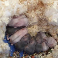 Hamsterungarna 8 dagar gamla!